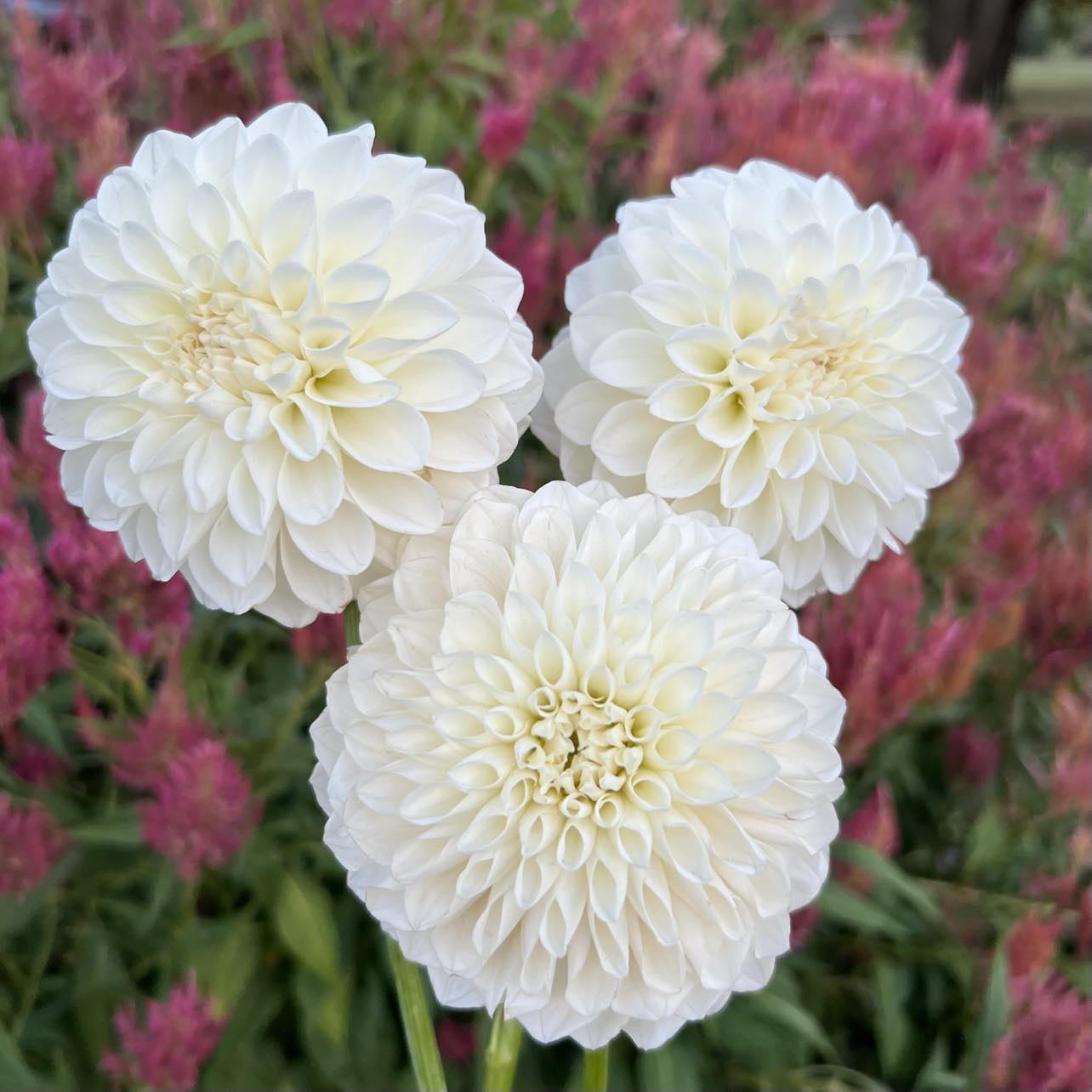 Mystery White