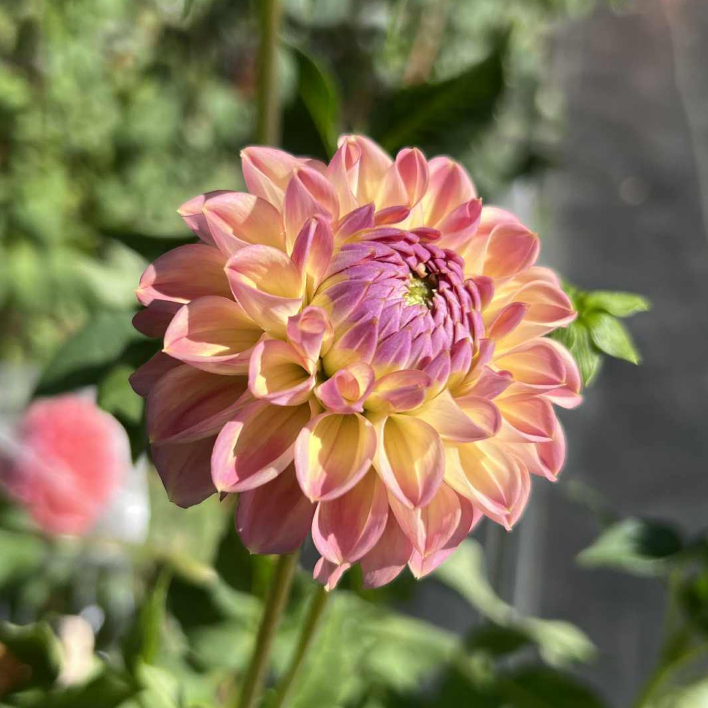 Coseytown Baby Cakes