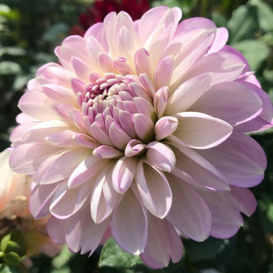 Marionberry Milkshake